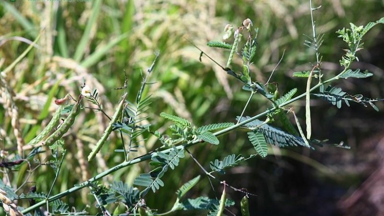 Cây dược liệu cây Rút nước, Điên Điển bưng, Điền ma Ấn - Aeschynomene indica L