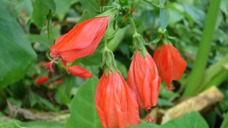 Cây dược liệu cây Râm bụt, Bụp, Bông bụp - Hibiscus rosa sinensis L