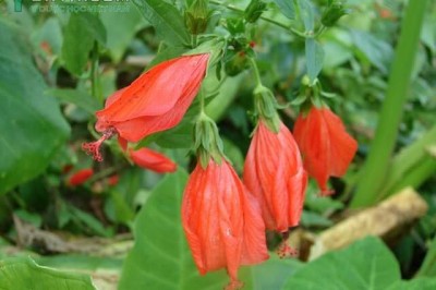 Cây dược liệu cây Râm bụt, Bụp, Bông bụp - Hibiscus rosa sinensis L