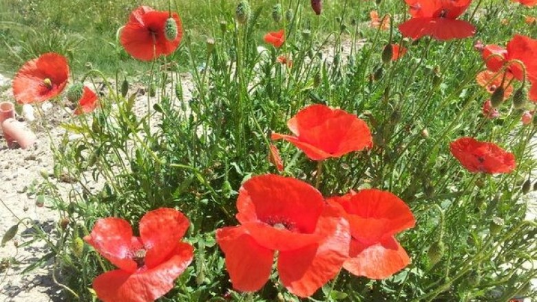 Cây dược liệu cây Hồng anh - Papaver rhoeas L