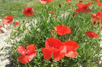 Cây dược liệu cây Hồng anh - Papaver rhoeas L