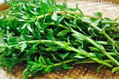 Cây dược liệu cây Rau ngổ, Ngổ trâu, Ngổ đất, Ngổ hương - Enydra fluctuans Lour