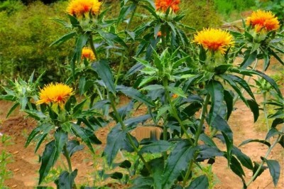 Những bài thuốc quý của Đông y từ Vị thuốc Hồng Hoa