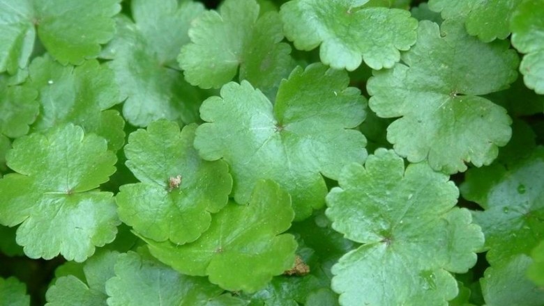 Thoát nghèo từ trồng xen rau má mỡ