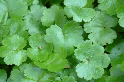 Thoát nghèo từ trồng xen rau má mỡ