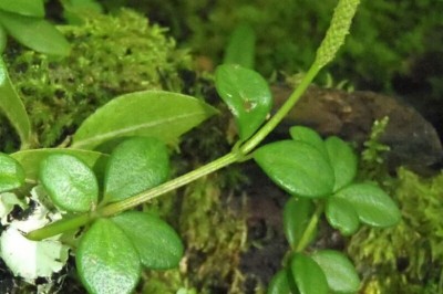 Cây dược liệu cây Rau càng cua bốn lá - Peperomia tertraphylla (Forst f) Hook et Arn