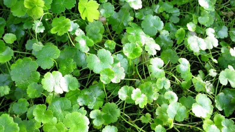 Cây dược liệu cây Rau má mỡ, Rau má họ, Rau má chuột - Hydrocotyle sibthorpioides Lam (H. rotumdifolia Roxb)