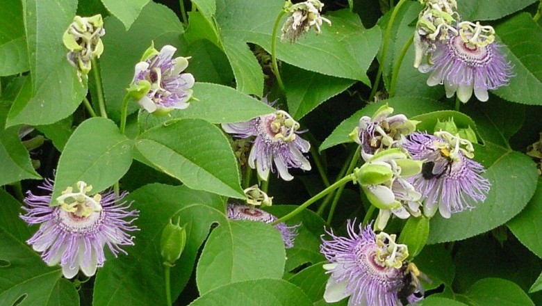 Loài cây linh thiêng giúp thư giãn và an thần, Cây Lạc tiên tây