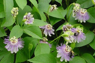 Loài cây linh thiêng giúp thư giãn và an thần, Cây Lạc tiên tây