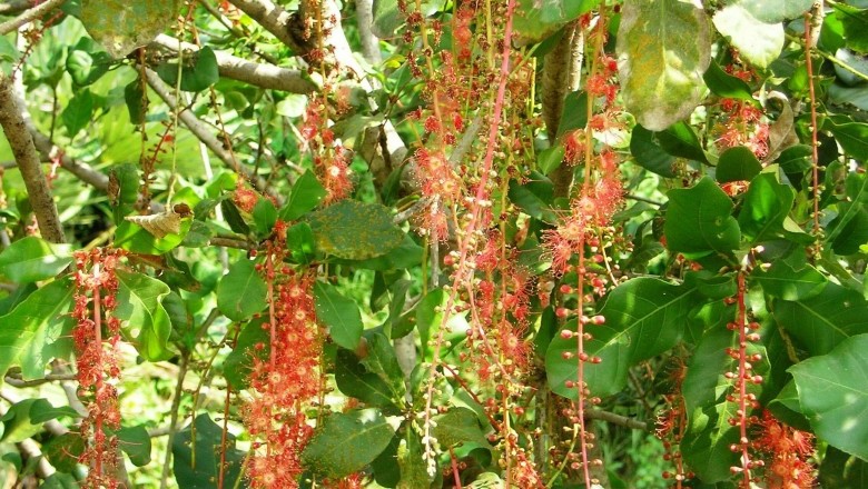 Cây dược liệu cây Lộc vừng, Chiếc- Barringtonia acutangula (L) Gaertn