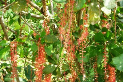 Cây dược liệu cây Lộc vừng, Chiếc- Barringtonia acutangula (L) Gaertn