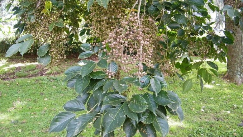 Cây dược liệu cây Nhội, Quả cơm nguội - Bischofia javanica Blume (B. trifoliata (Roxb.) Hook. f.)