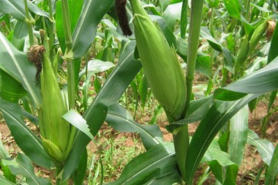 Cây dược liệu cây Ngô hay Bắp - Zea mays L