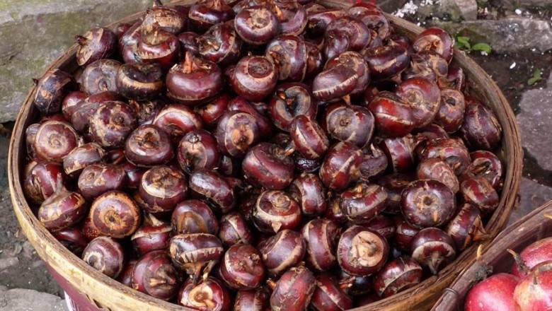 Cây dược liệu cây Năng củ, Mã thầy, Năng cao - Eleocharis dulcis (Burm. f.) Trin ex Henschel var. tuberosa (Roxb.) Koyama