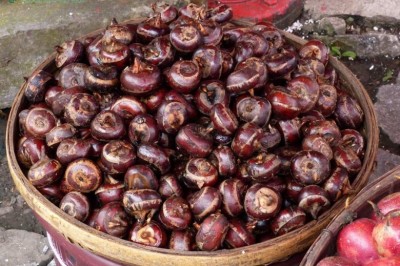 Cây dược liệu cây Năng củ, Mã thầy, Năng cao - Eleocharis dulcis (Burm. f.) Trin ex Henschel var. tuberosa (Roxb.) Koyama