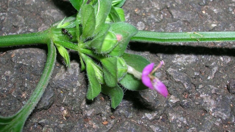 Cây dược liệu cây Lá diễn, cây gan heo - Dicliptera chinensis (L.) Ness