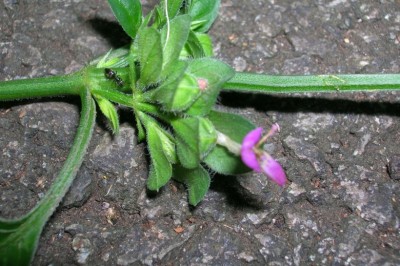 Cây dược liệu cây Lá diễn, cây gan heo - Dicliptera chinensis (L.) Ness