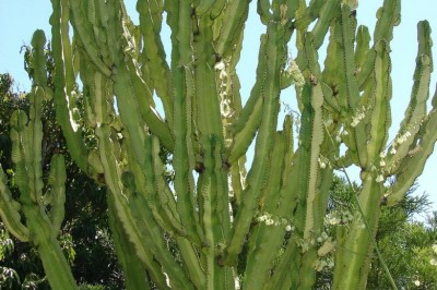 Cây dược liệu cây Xương rồng ông, Xương rồng ba cạnh - Euphorbia antiquorum L