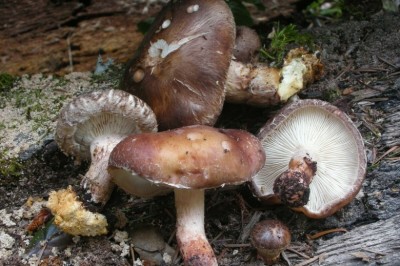 Cây dược liệu cây Nấm hương, Nấm đông cô - Lentinus elodes (Berk.) Singer