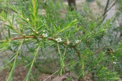 Cây dược liệu cây Chổi, Chổi sể, Chổi trện, Thanh hao - Baeckea fruttescens L