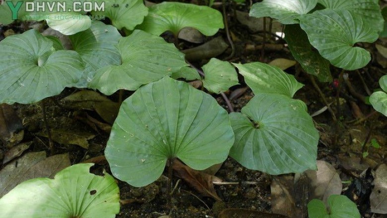 Cây dược liệu cây Lan một lá, Lan cờ, thanh thiên quỳ, Trâu châu - Nervilia fordii (Hance) Schltr