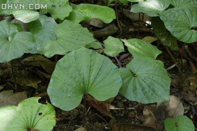 Cây dược liệu cây Lan một lá, Lan cờ, thanh thiên quỳ, Trâu châu - Nervilia fordii (Hance) Schltr