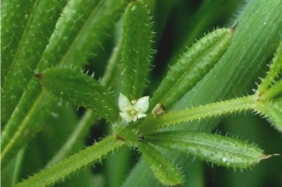 Cây dược liệu cây Vấn vương - Galium aparine L