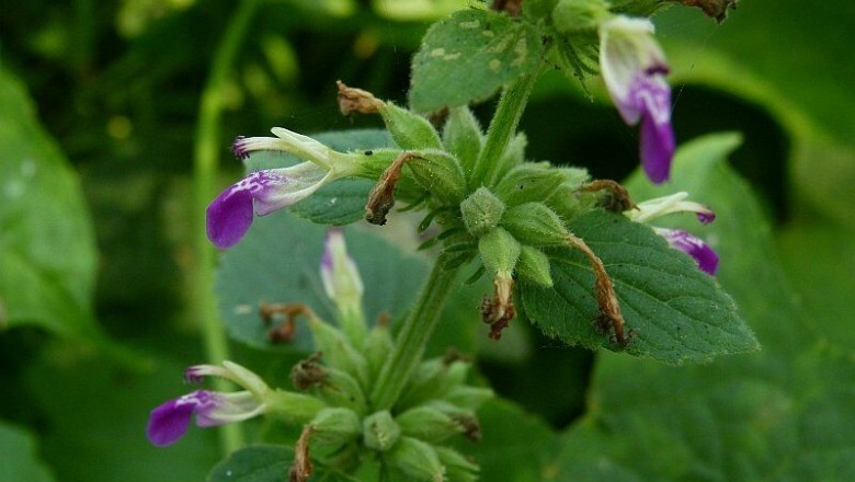Cây dược liệu cây Phòng phong thảo, Hy kiểm, Thổ hoắc hương - Anisomeles indica (L.) O. Ktze (A. ovata R.Br. Epimeredi indica (L.) Rothm.)