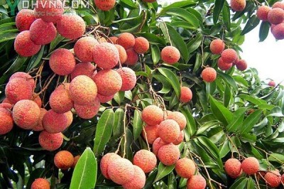 Cây dược liệu cây Vải - Litchi chinensis Sonn