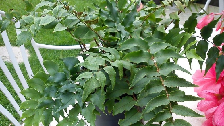 Cây dược liệu cây Quán chúng, Lưỡi hái - Cyrtomium fortunei J. Sm