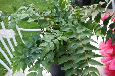 Cây dược liệu cây Quán chúng, Lưỡi hái - Cyrtomium fortunei J. Sm