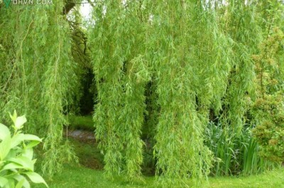 Cây dược liệu cây Liễu - Salix babylonica L