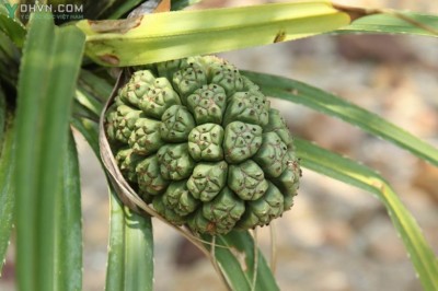 Cây dứa dại hỗ trợ điều trị viêm gan: theo BS. Trần Văn Khương