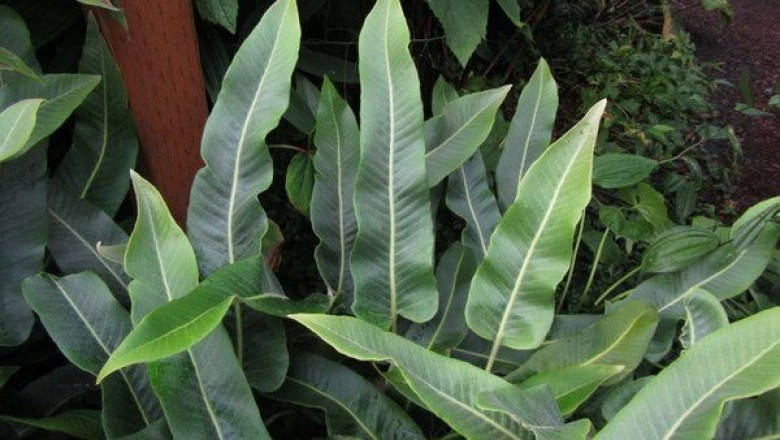 Cây dược liệu cây Thạch vi cụt, Ráng hỏa mạc Shearer - Pyrrosia sheareri (Bak.) Ching