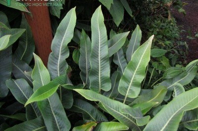 Cây dược liệu cây Thạch vi cụt, Ráng hỏa mạc Shearer - Pyrrosia sheareri (Bak.) Ching