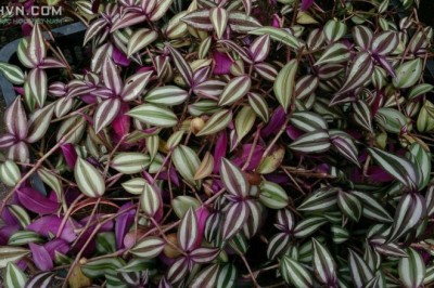 Cây dược liệu cây Thài lài tía, Trai thài lài, Hồng trai - Tradescantia zebrina Hort. ex London (Zebrina pendula Schnizl.)