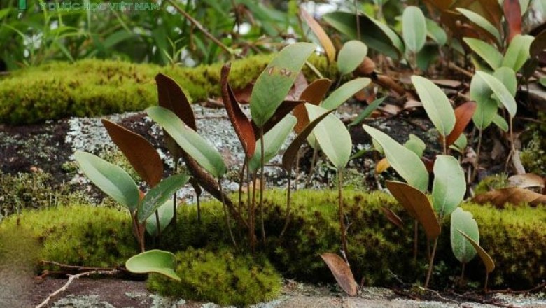 Cây dược liệu cây Thạch vi, Ráng hỏa mạc lưỡi, Cỏ lưỡi mèo - Pyrrosia lingua (Thunb.) Farw. (Acrostichum lingua Thunb.)