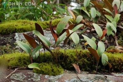 Cây dược liệu cây Thạch vi, Ráng hỏa mạc lưỡi, Cỏ lưỡi mèo - Pyrrosia lingua (Thunb.) Farw. (Acrostichum lingua Thunb.)