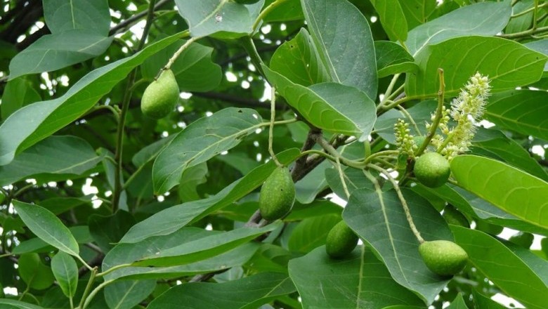Cây dược liệu cây Chiêu liêu, Chiêu liêu hồng, Xàng, Tiếu - Terminalia chebula Retz