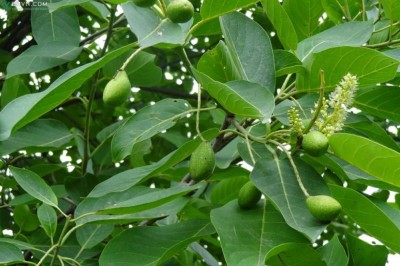 Cây dược liệu cây Chiêu liêu, Chiêu liêu hồng, Xàng, Tiếu - Terminalia chebula Retz