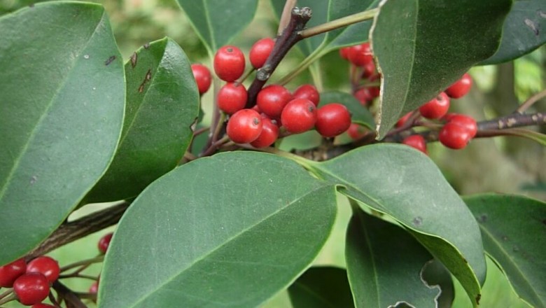 Cây dược liệu cây Bùi tròn - llex rotunda Thunb