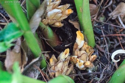Cây dược liệu cây Bạch đậu khấu - Amomum krervanh Pierre (A.Kravanh Pierre ex Gagnep.)