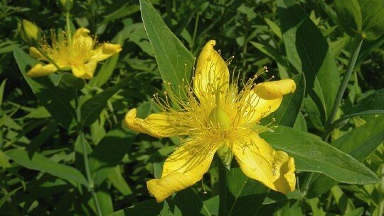 Cây dược liệu cây Ban rỗ, Hồ nam liên kiều - Hypericum ascyron L