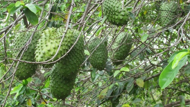 Cây dược liệu cây Mãng cầu xiêm - Annona muricata L