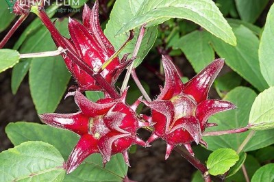 Cây dược liệu cây Bụp giấm - Hibiscus sabdariffa L