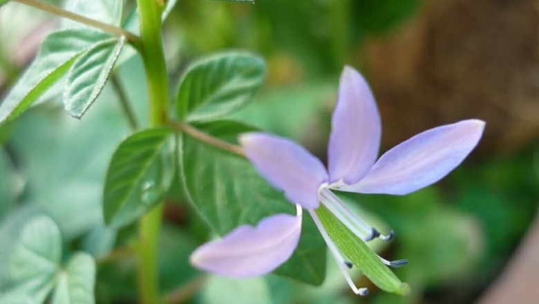 Cây dược liệu cây Màn màn tím, Màn ri tía, Màn ri tím - Cleome chelidonii L.f (Polanisia chelidonii (L.f) A. DC)