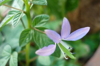 Cây dược liệu cây Màn màn tím, Màn ri tía, Màn ri tím - Cleome chelidonii L.f (Polanisia chelidonii (L.f) A. DC)