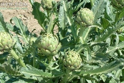 Cây dược liệu cây Actisô - Cynara scolymus L., thuộc họ cúc - Asteraceae