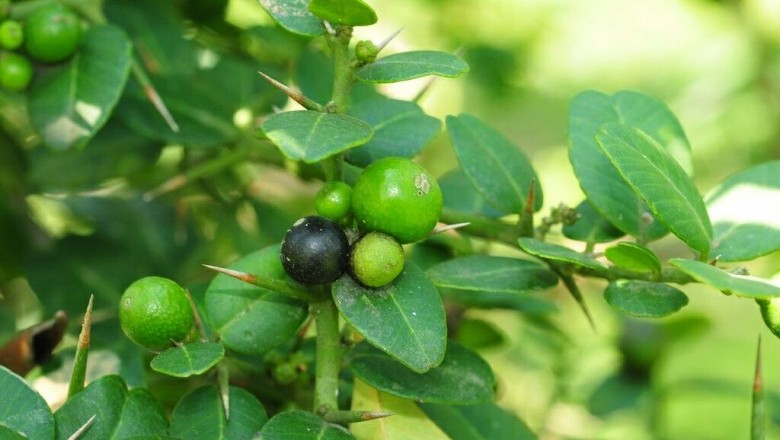 Cây dược liệu cây Tầm xoọng, Gai xanh, Quýt gai, Ðộc lực, Mền tên - Severinia monophylla (L.) Tanaka (Limonia monophylla L., Atalantia bilocularis Wall., A. buxifolia (Poir.) Oliv.)