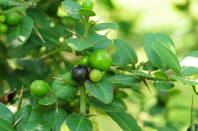 Cây dược liệu cây Tầm xoọng, Gai xanh, Quýt gai, Ðộc lực, Mền tên - Severinia monophylla (L.) Tanaka (Limonia monophylla L., Atalantia bilocularis Wall., A. buxifolia (Poir.) Oliv.)